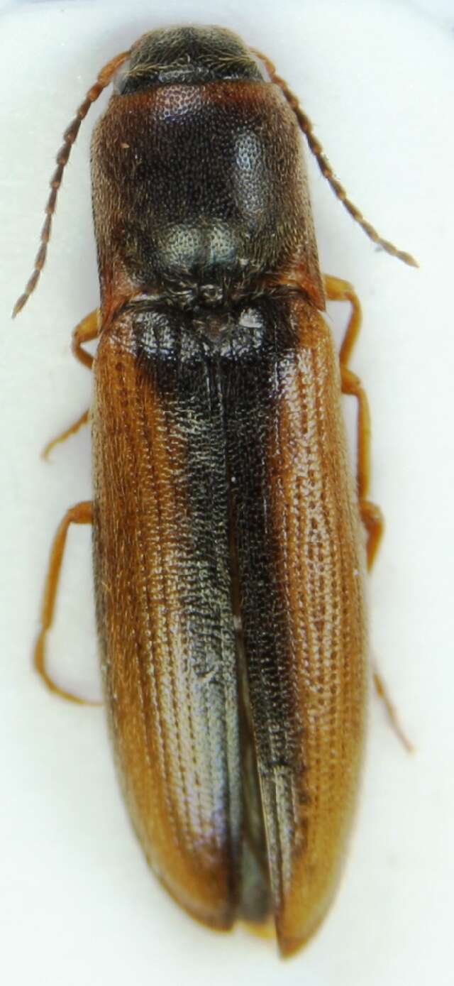 Image of <i>Dalopius marginatus</i>