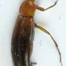 Image of <i>Anaspis arctica</i>