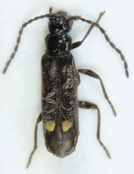 صورة <i>Malthodes flavoguttatus</i>