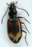 صورة Bembidion (Ocydromus) saxatile Gyllenhal 1827