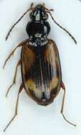 Image of Bembidion (Peryphus) femoratum Sturm 1825