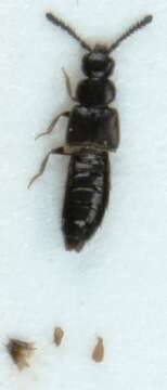 Image of Atheta (Microdota) nesslingi Bernhauer 1928