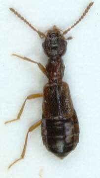 Image of Boreaphilus