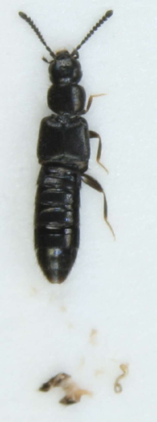 Image of Atheta (Microdota) spatuloides Benick & G. 1939