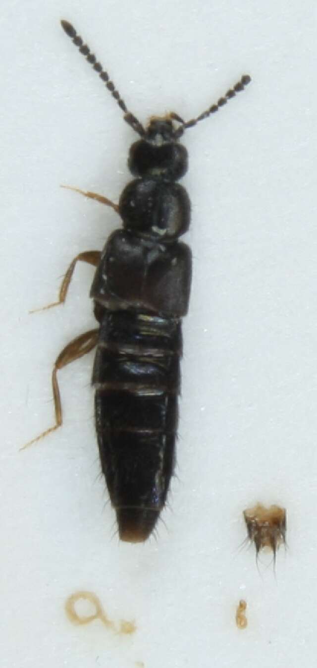 Image of Atheta (Badura) macrocera (Thomson & C. G. 1856)