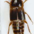 Tachinus (Tachinus) elegans Eppelsheim 1893 resmi