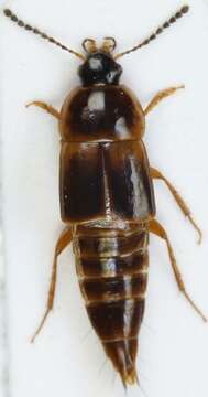 Image of Tachinus (Tachinus) elegans Eppelsheim 1893