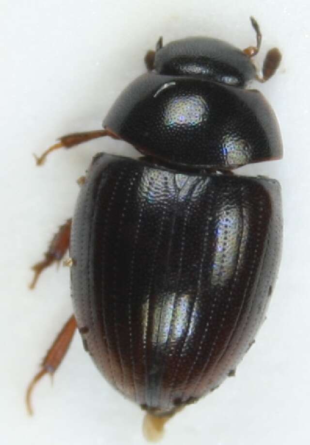 Image of Cercyon (Cercyon) borealis Baranowski 1985