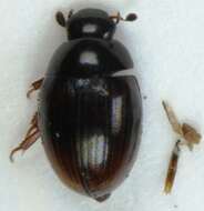 Image of Cercyon (Cercyon) borealis Baranowski 1985