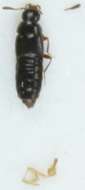 صورة Oligota pusillima (Gravenhorst 1806)