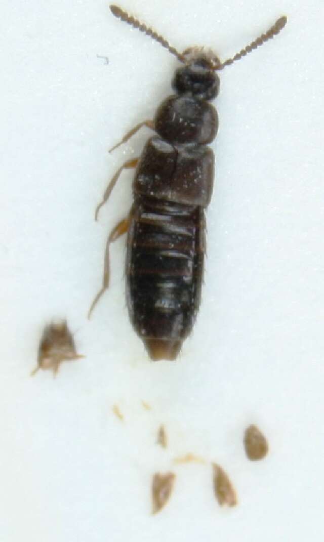 Image of <i>Atheta myrmecobia</i>