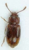 صورة <i>Micrambe bimaculata</i>