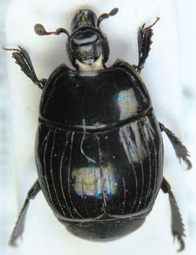 Image of Margarinotus (Ptomister) striola (C. R. Sahlberg 1819)