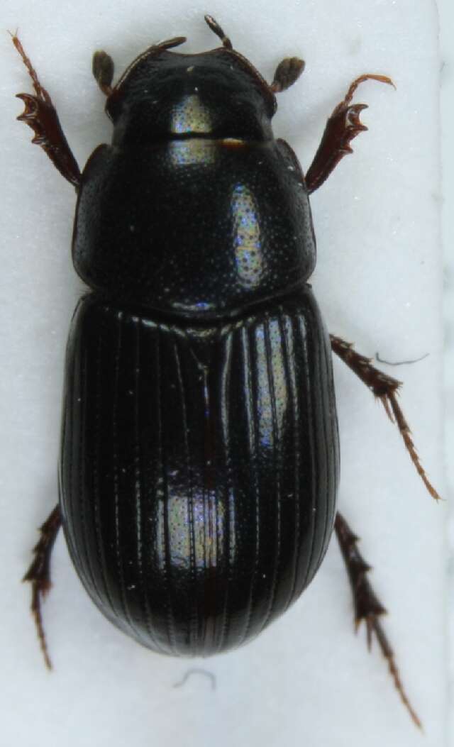 Image of Aphodius piceus