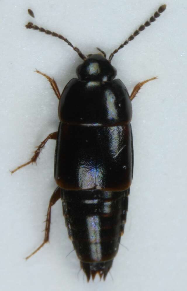 Image of Tachinus (Tachinus) laticollis Gravenhorst 1802