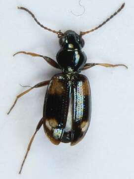 Image of Bembidion (Bembidion) quadrimaculatum (Linnaeus 1760)