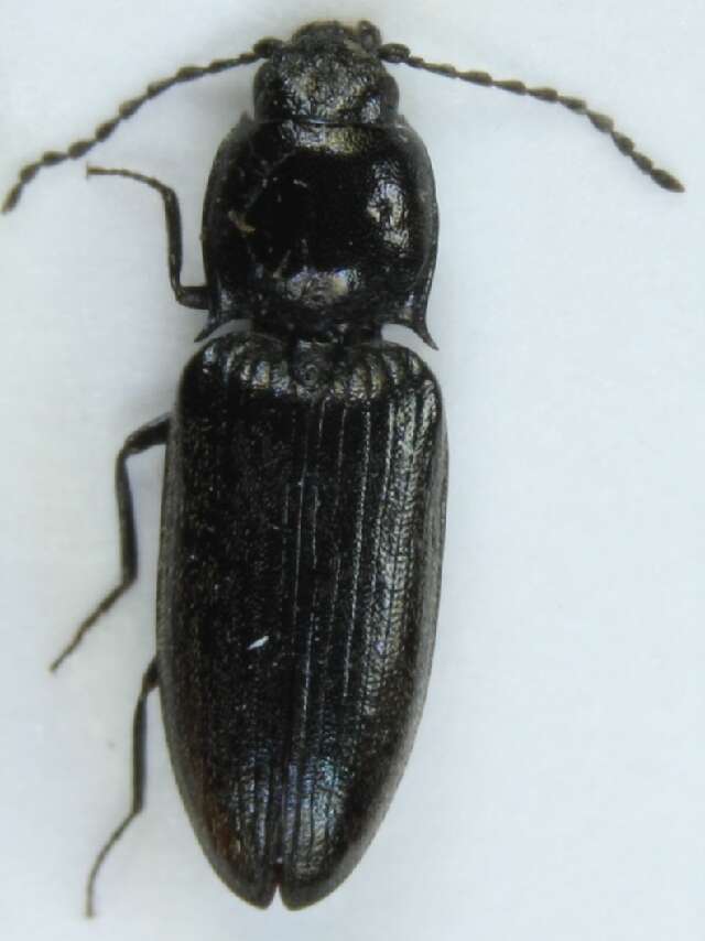 Image of <i>Fleutiauxellus maritimus</i>