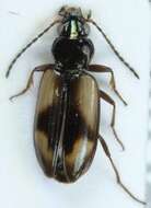 صورة Bembidion (Peryphus) femoratum Sturm 1825