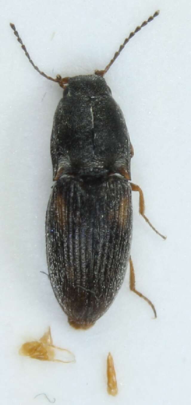 Image of Negastrius arenicola