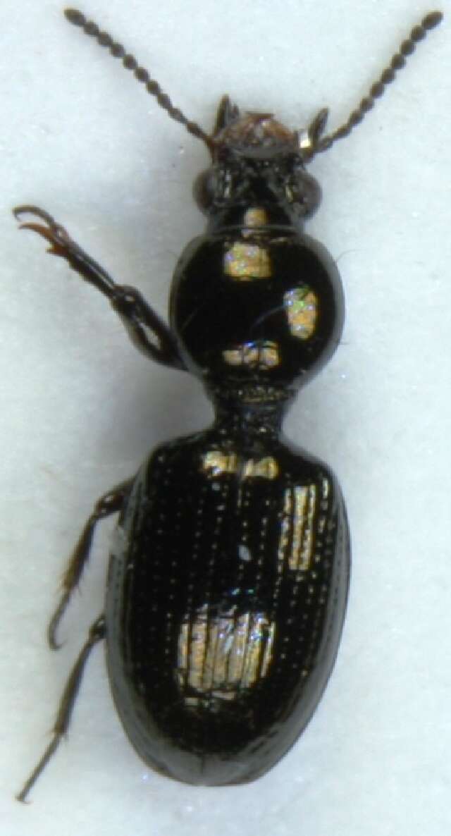Image of Dyschirius (Dyschiriodes) nigricornis Motschulsky 1844