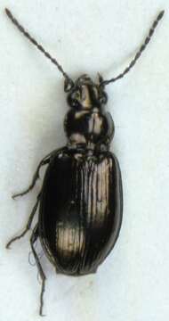 Imagem de Bembidion (Plataphus) difficile (Motschulsky 1844)