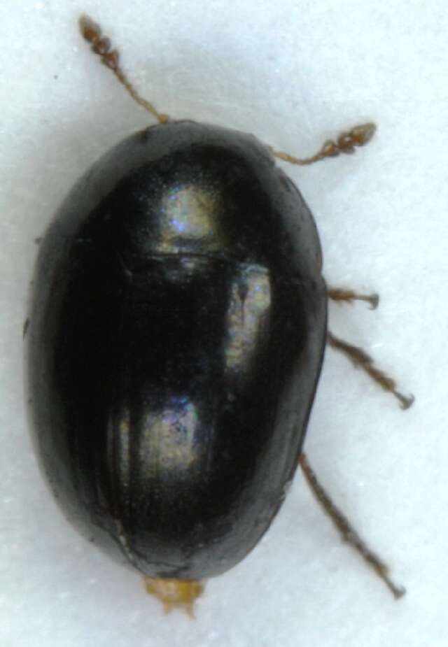 Image of <i>Olibrus aeneus</i>