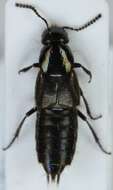 Image of Rove beetle