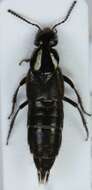 Image of Rove beetle