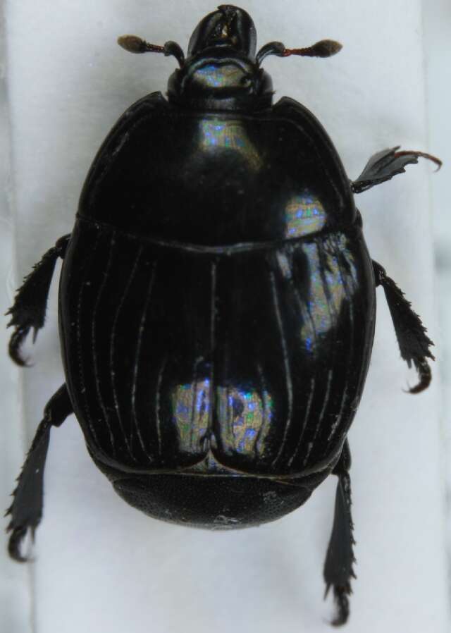 Image of Margarinotus (Ptomister) striola (C. R. Sahlberg 1819)