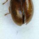 Image of Cyphon punctipennis