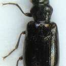 Image of <i>Rabocerus foveolatus</i>