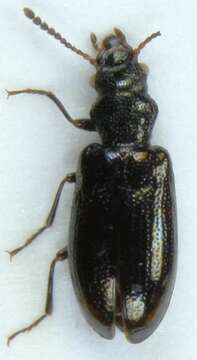 Image of <i>Rabocerus foveolatus</i>