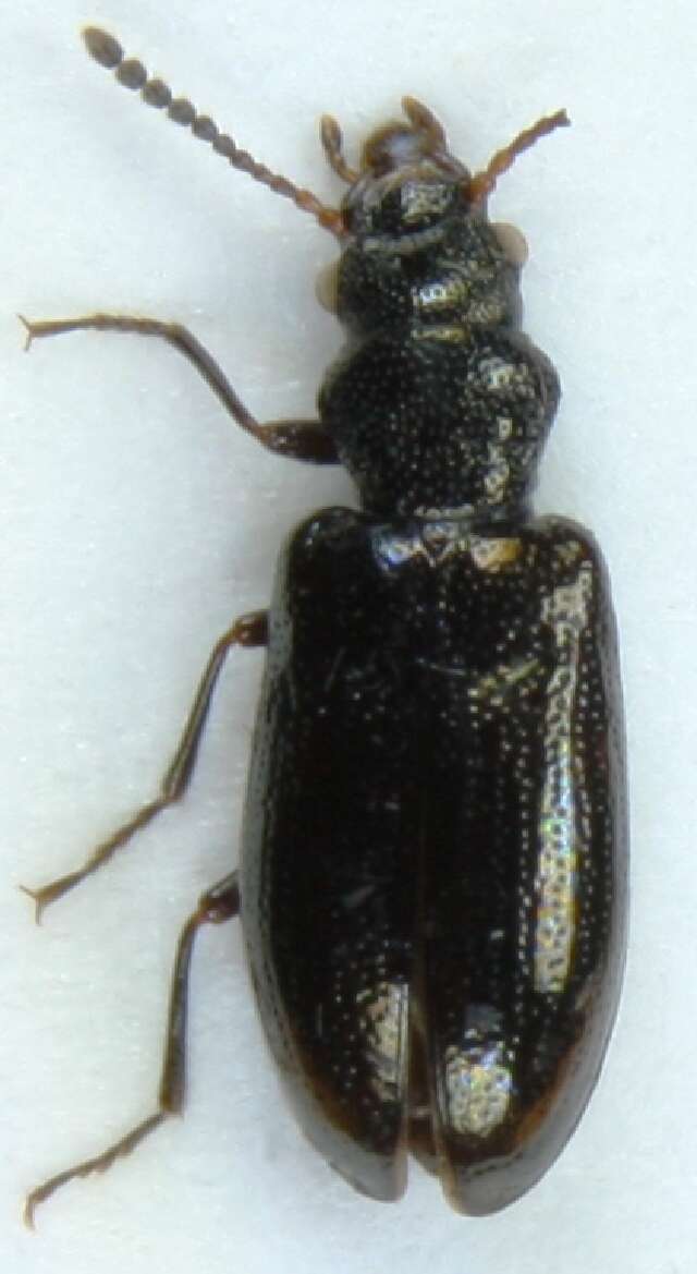 Image of <i>Rabocerus foveolatus</i>