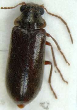 صورة <i>Ernobius explanatus</i>