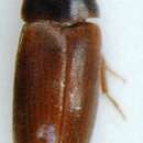 Image of <i>Abdera affinis</i>