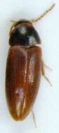 Image of <i>Abdera affinis</i>