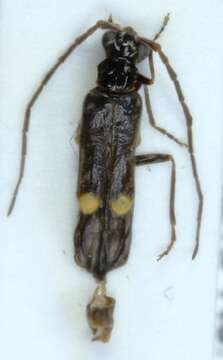 صورة <i>Malthodes guttifer</i>