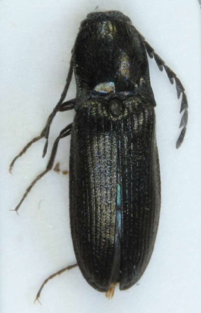 Image of <i>Orithales serraticornis</i>