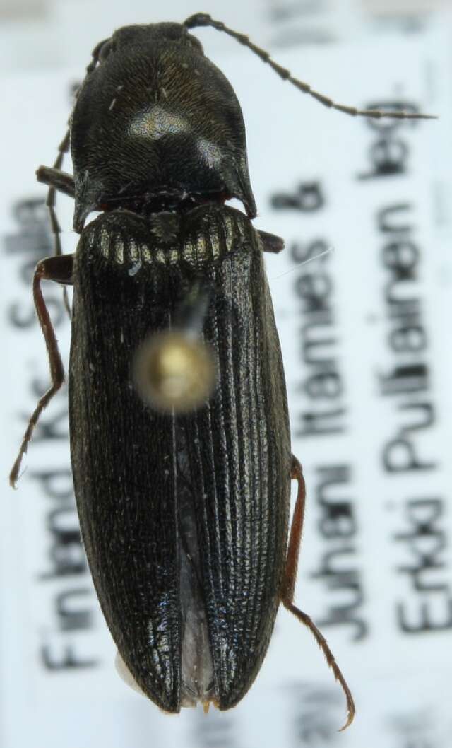 Image of <i>Liotrichus affinis</i>