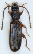 Image de <i>Dendrophagus crenatus</i>