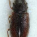 Image of <i>Cryptophagus dorsalis</i>