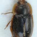 Image of <i>Epuraea contractula</i>