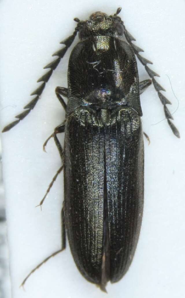 Image of <i>Orithales serraticornis</i>