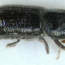 Image of Two-toothed pine beetle