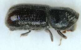 Image of Two-toothed pine beetle