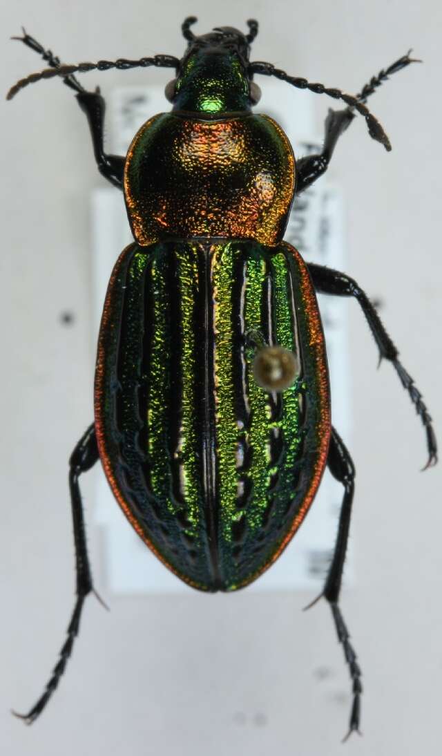 Image of Ground Beetle