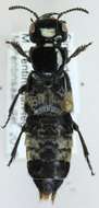 Image of Hairy Rove Beetle