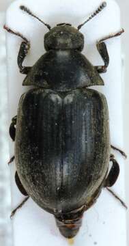 Imagem de Byrrhus pilula Linnaeus 1758