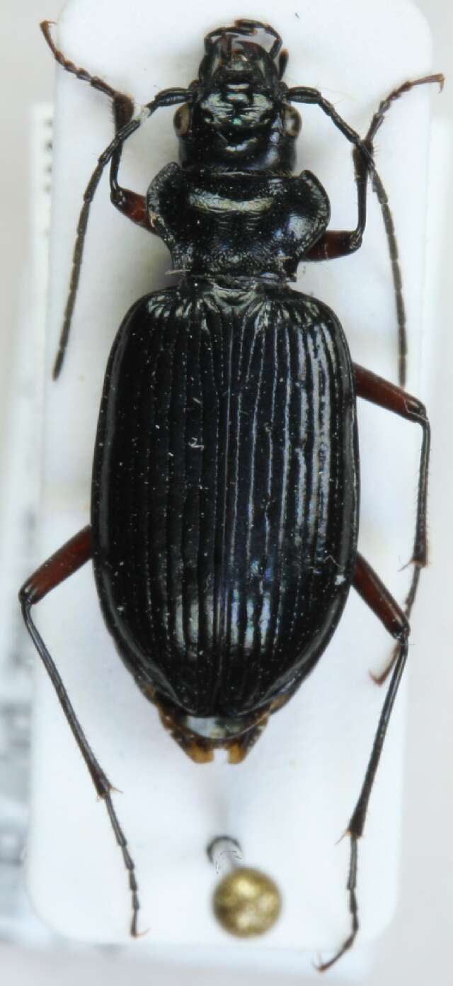 Image of Nebria (Boreonebria) nivalis (Paykull 1790)