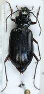 Nebria (Boreonebria) nivalis (Paykull 1790) resmi